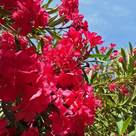 La P'tite Cigale Appartement Hyères