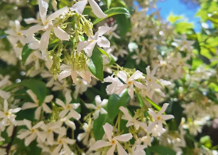 La P'tite Cigale Ιέρ