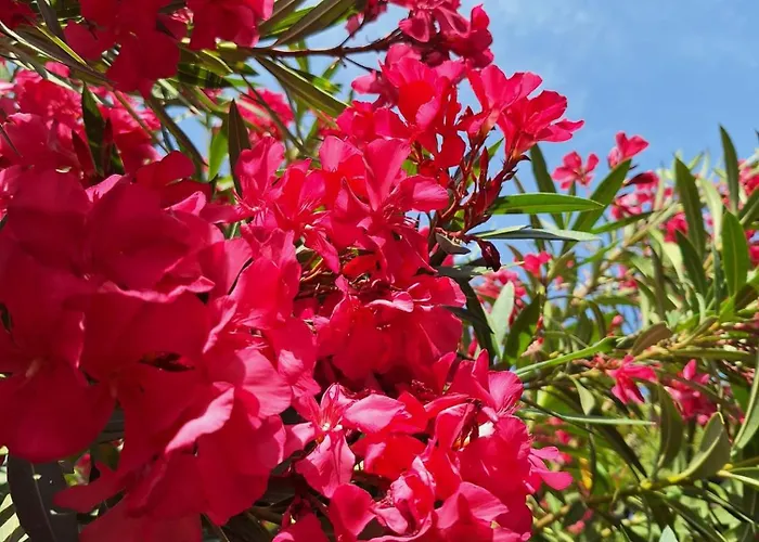 La P'tite Cigale Διαμέρισμα Ιέρ